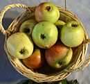 Malus-Amerikanischer-gestreifter-Sapfel.jpg